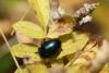 Chrysolina geminata